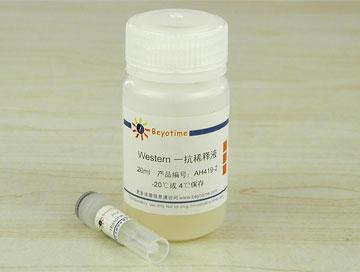 Histone H2A抗体(兔多抗)